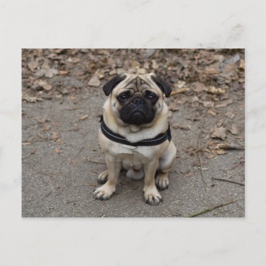Waiting Pug Briefkaart (Voorkant)