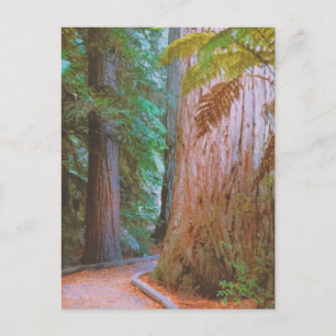 Wakawakareva Forest Briefkaart