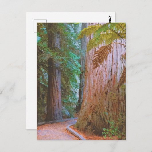 Wakawakareva Forest Briefkaart (Voorkant / Achterkant)