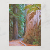 Wakawakareva Forest Briefkaart (Voorkant)