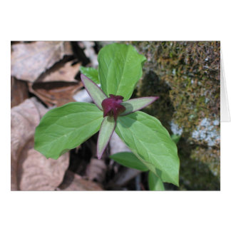 Wake Robin - Gepersonaliseerd2