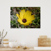 Waking Yellow Daisy Poster (Keuken)