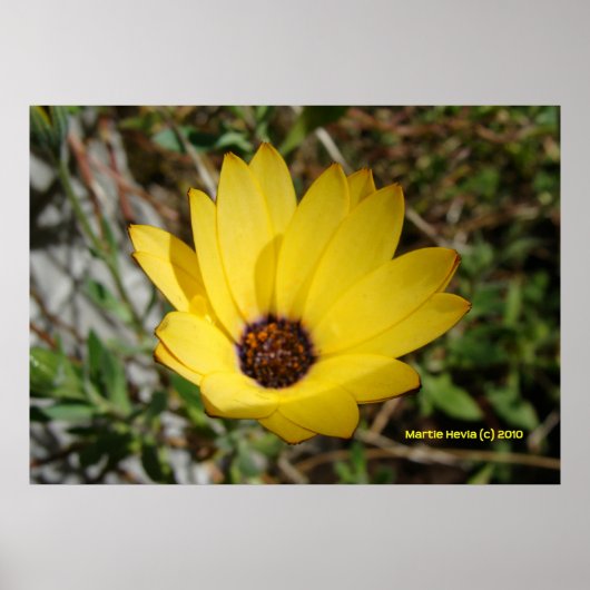 Waking Yellow Daisy Poster (Voorkant)