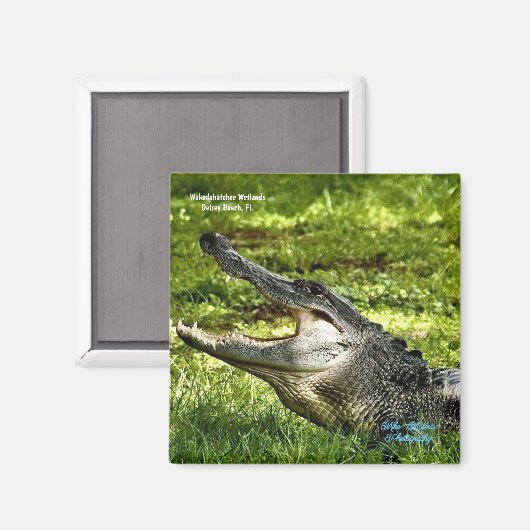 Wakoahatchee Wetlands Alligator Fridge Magnet (Voorkant / Achterkant)