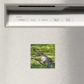 Wakoahatchee Wetlands Alligator Fridge Magnet (Insitu (Vaatwasser))