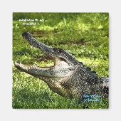 Wakoahatchee Wetlands Alligator Fridge Magnet (Voorkant)