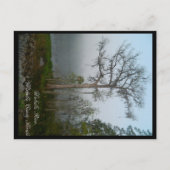 Wakulla County Florida Briefkaart (Voorkant)