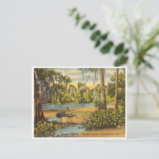  Wakulla Springs Florida Briefkaart (Staand voorkant)