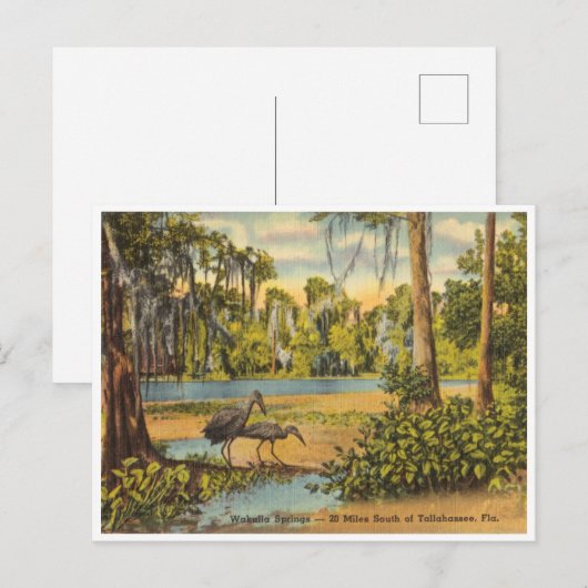 Wakulla Springs Florida Briefkaart (Voorkant / Achterkant)