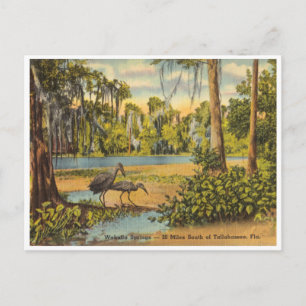  Wakulla Springs Florida Briefkaart