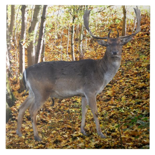 Waldbewohner Tegeltje (Voorkant)