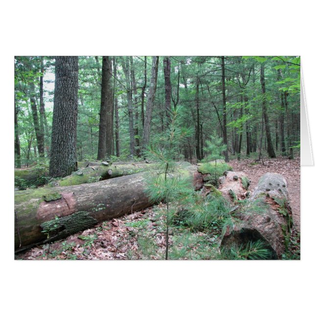 Walden Forest (Voorkant Horizontaal)