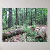 Walden Forest Poster (Voorkant)