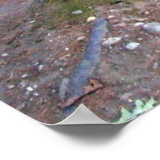 Walden Pond Trail Print (Hoek)