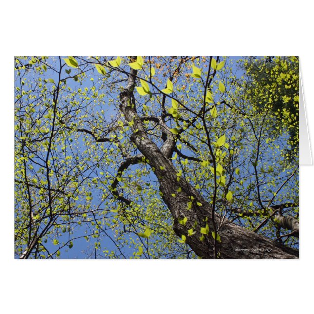 Walden Pond: Verbeelding (Voorkant Horizontaal)