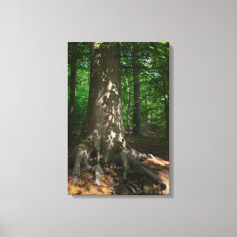 Waldimpression Canvas Afdruk