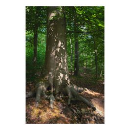 Waldimpression Foto Afdruk