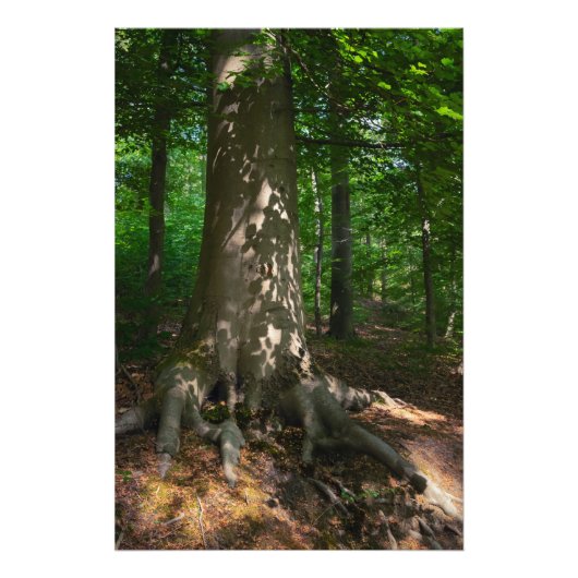 Waldimpression Foto Afdruk (Voorkant)