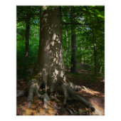 Waldimpression Perfect Poster (Voorkant)