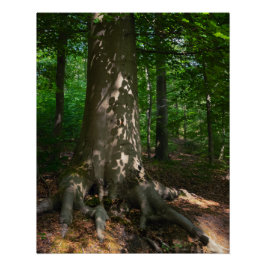 Waldimpression Perfect Poster