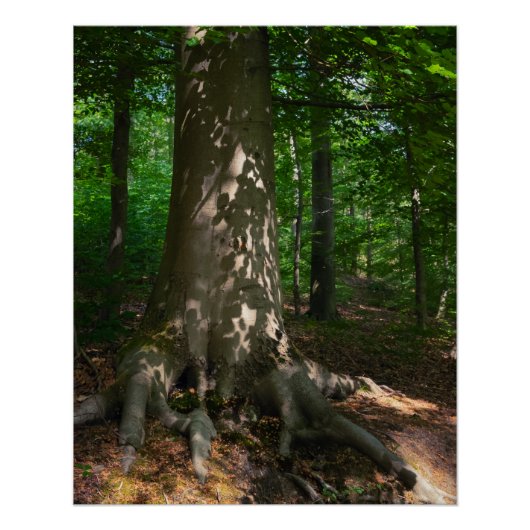 Waldimpression Perfect Poster (Voorkant)