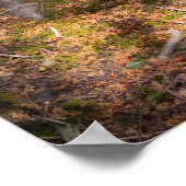 Waldimpression Poster (Hoek)