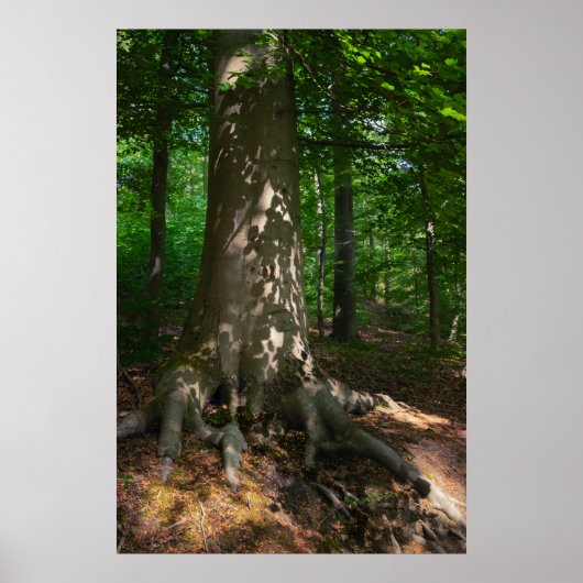 Waldimpression Poster (Voorkant)