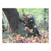 Waldmärchen Foto Afdruk (Voorkant)