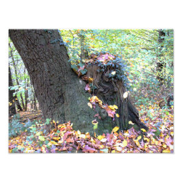 Waldmärchen Foto Afdruk