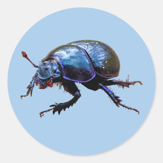 Waldmistkäfer Dor Beetle Blauer Dung Bug T-Shirt Ronde Sticker (Voorkant)
