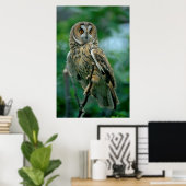 Waldohreule (Asio otus) sitzt auf Ast, Poster (Thuiskantoor)
