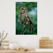 Waldohreule (Asio otus) sitzt auf Ast, Poster (Keuken)