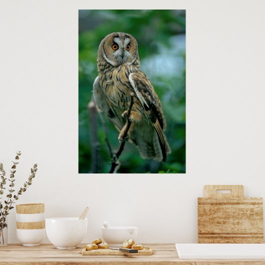 Waldohreule (Asio otus) sitzt auf Ast, Poster (Keuken)