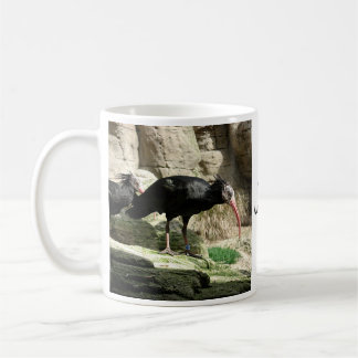 Waldrapp ibis Black Feathered Bird Mok