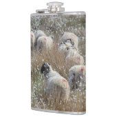 Waledale ooien in katoengras in Northhumberland Heupfles (Links)