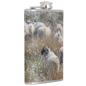 Waledale ooien in katoengras in Northhumberland Heupfles (Rechts)