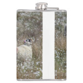 Waledale ooien in katoengras in Northhumberland Heupfles (Achterkant)