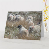 Waledale ooien in katoengras in Northhumberland Kaart (Gele Bloem)