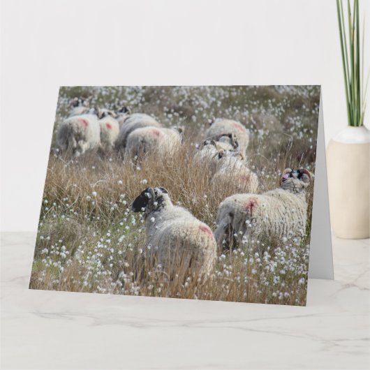 Waledale ooien in katoengras in Northhumberland Kaart (Voorkant)