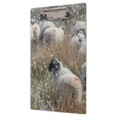 Waledale ooien in katoengras in Northhumberland Klembord (Links)