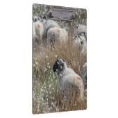 Waledale ooien in katoengras in Northhumberland Klembord (Rechts)