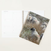 Waledale ooien in katoengras in Northhumberland Planner (Display)