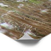 Waledale ooien in katoengras in Northhumberland Poster (Hoek)