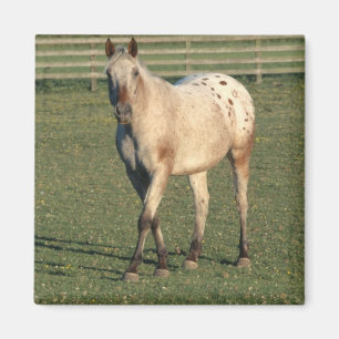 Walking Appaloosa Magneet