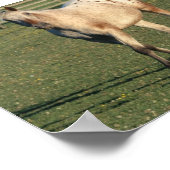 Walking Appaloosa Poster (Hoek)