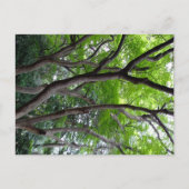 Walking endlessly through the deep forest. briefkaart (Voorkant)