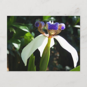 "Walking Iris 2." Briefkaart