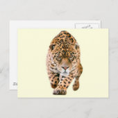 Walking Jaguar Eyes Briefkaart (Voorkant / Achterkant)