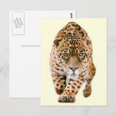 Walking Jaguar Eyes Briefkaart (Voorkant / Achterkant)