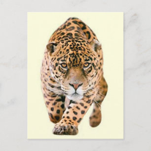 Walking Jaguar Eyes Briefkaart